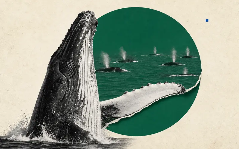 Nearly 300 Humpback Whales Gather in Rare Supergroup