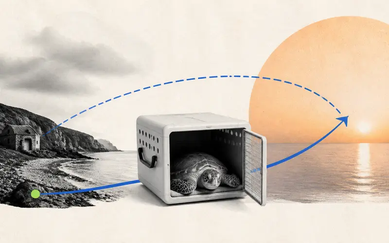 Rhossi the Sea Turtle's Journey Home