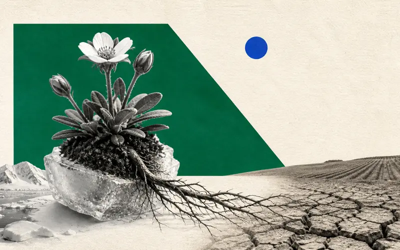 Can an Antarctic Plant Help Us Grow Better Food?